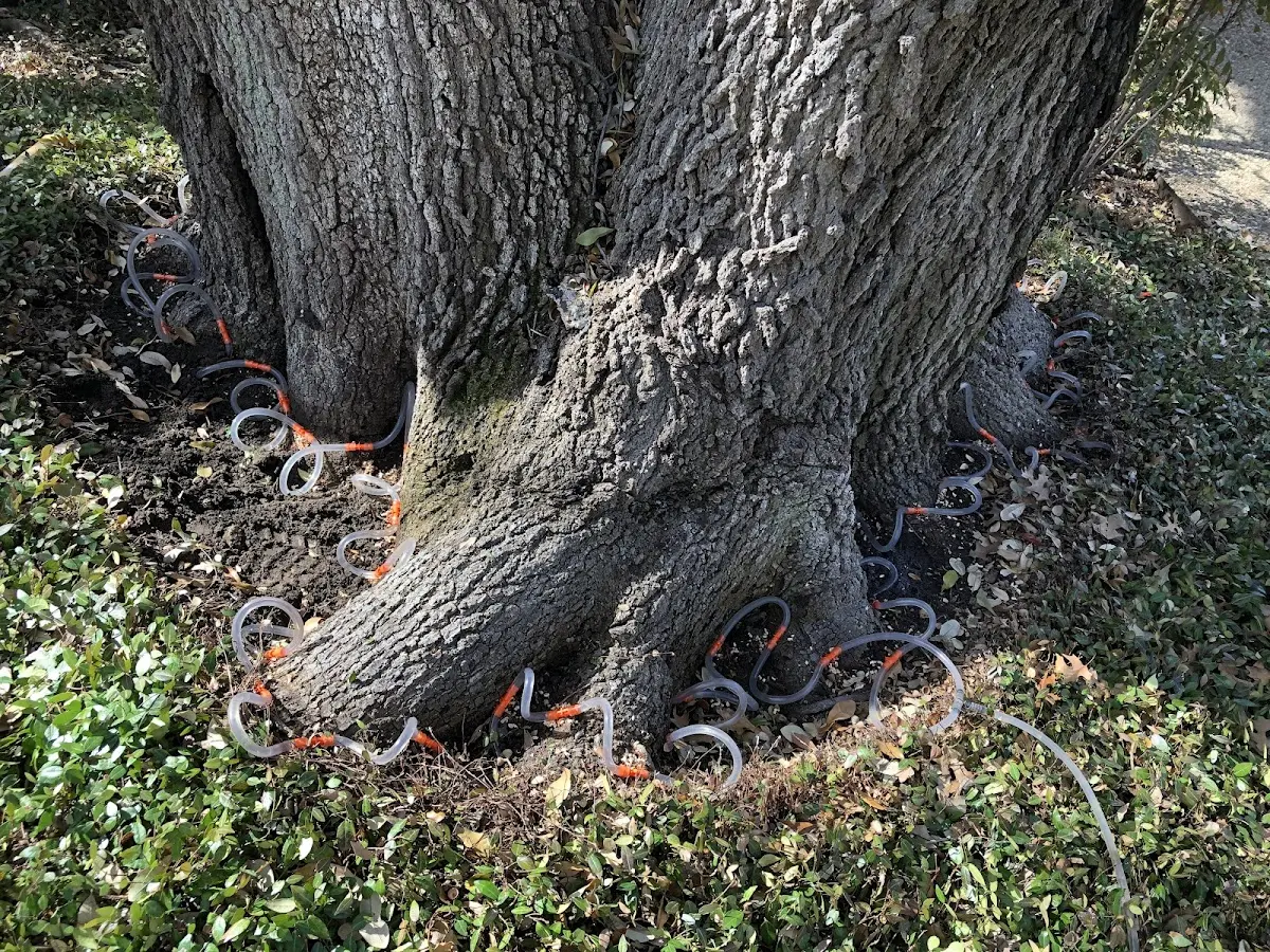 Detailed Tree Cabling and Bracing job site in Geff