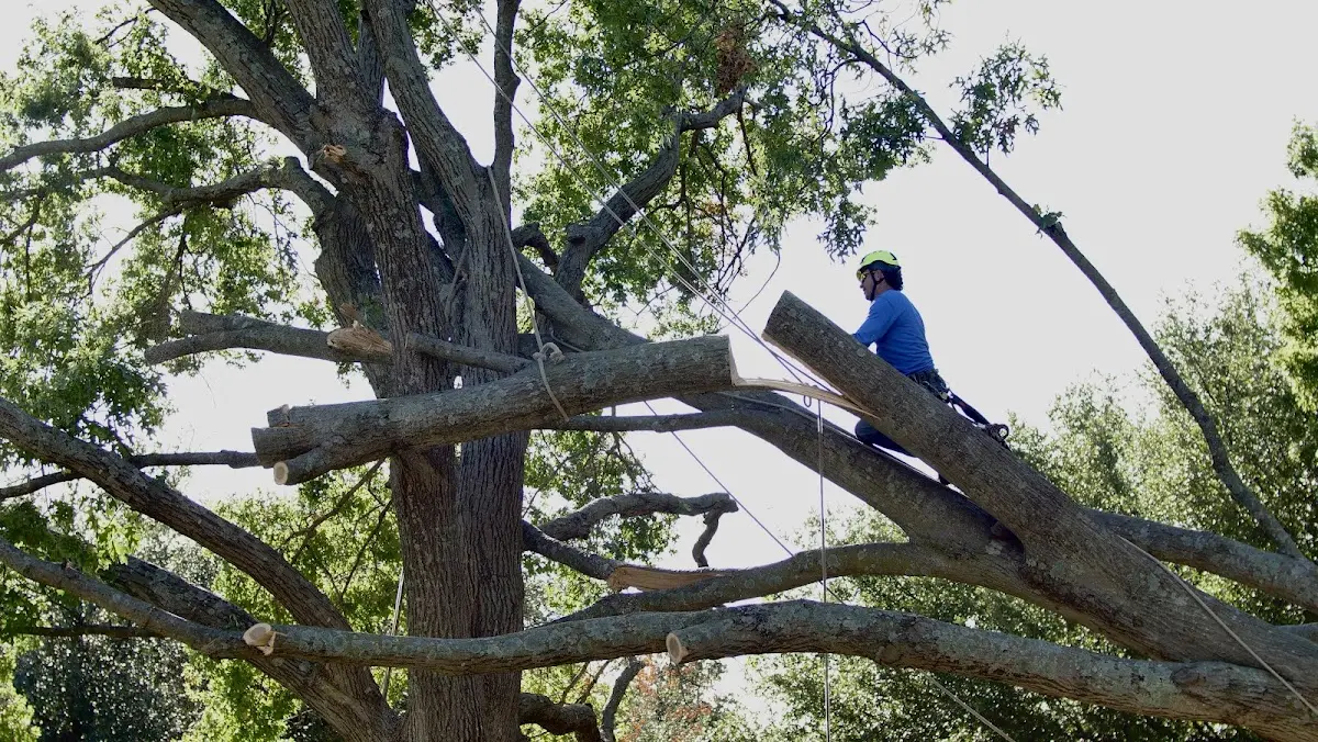 Professional Hazardous Tree Removal performed by certified arborists in Geff